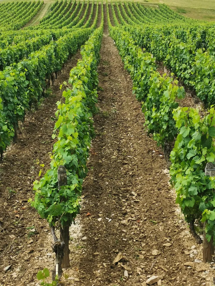 vignes du domaines des carmes
