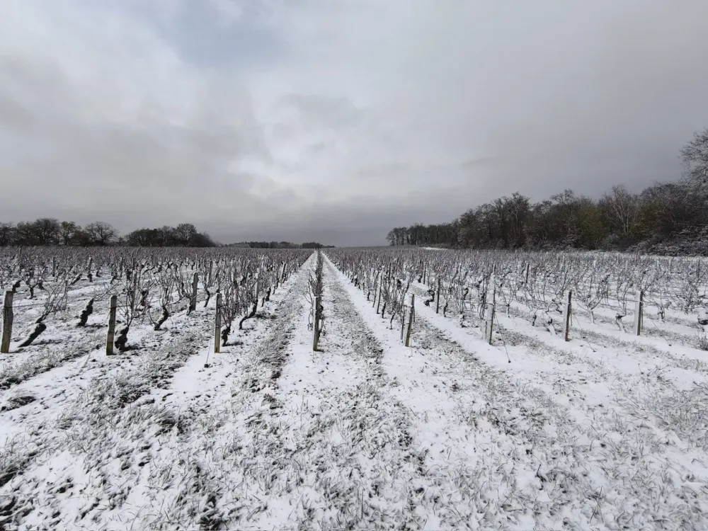 Vente de vin en direct du vigneron