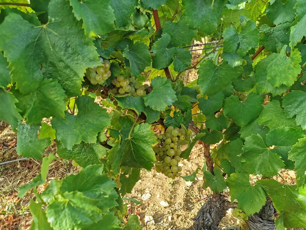 domaine des carmes vigne avec grappe de raisin blanc