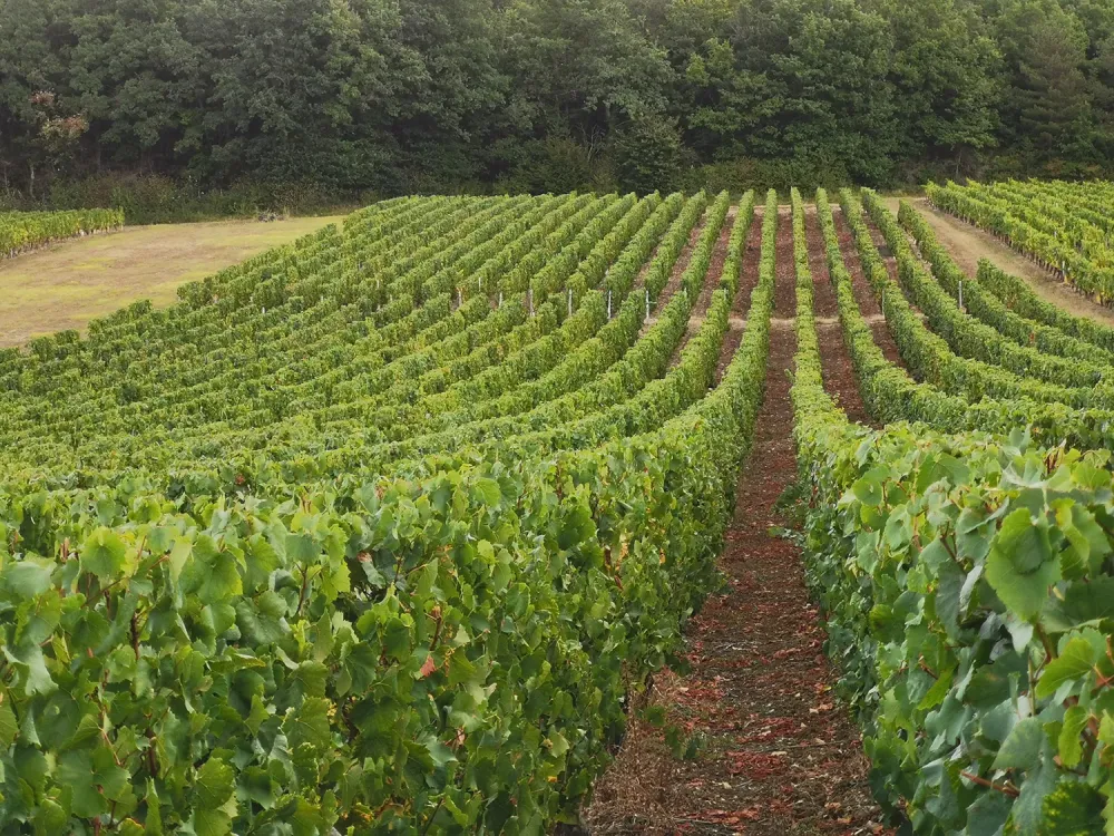 Producteur de vin cépage Chardonnay à Bissy-la-Mâconnaise